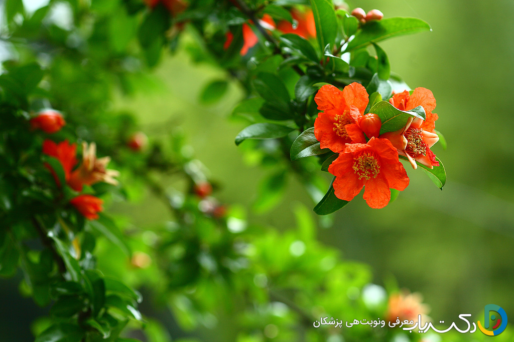 خواص گل انار برای پوست