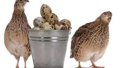خواص تخم بلدرچین برای نوزاد