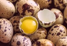 خواص تخم بلدرچین برای بدنسازی