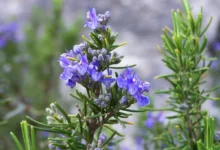 خواص رزماری برای معده