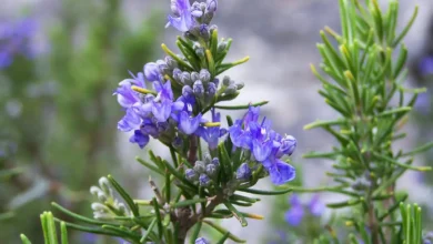 خواص رزماری برای معده