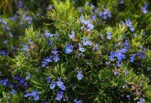 خواص رزماری برای مو