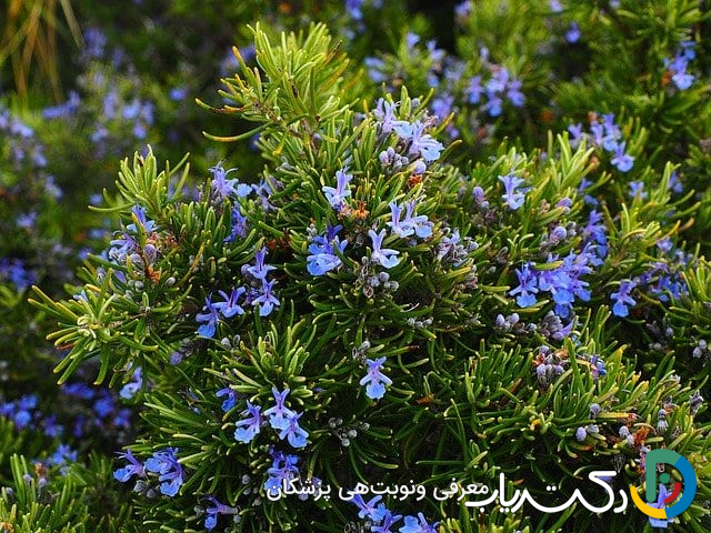 خواص رزماری برای مو