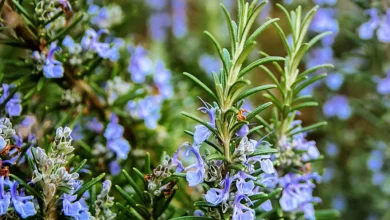 خواص رزماری برای عفونت