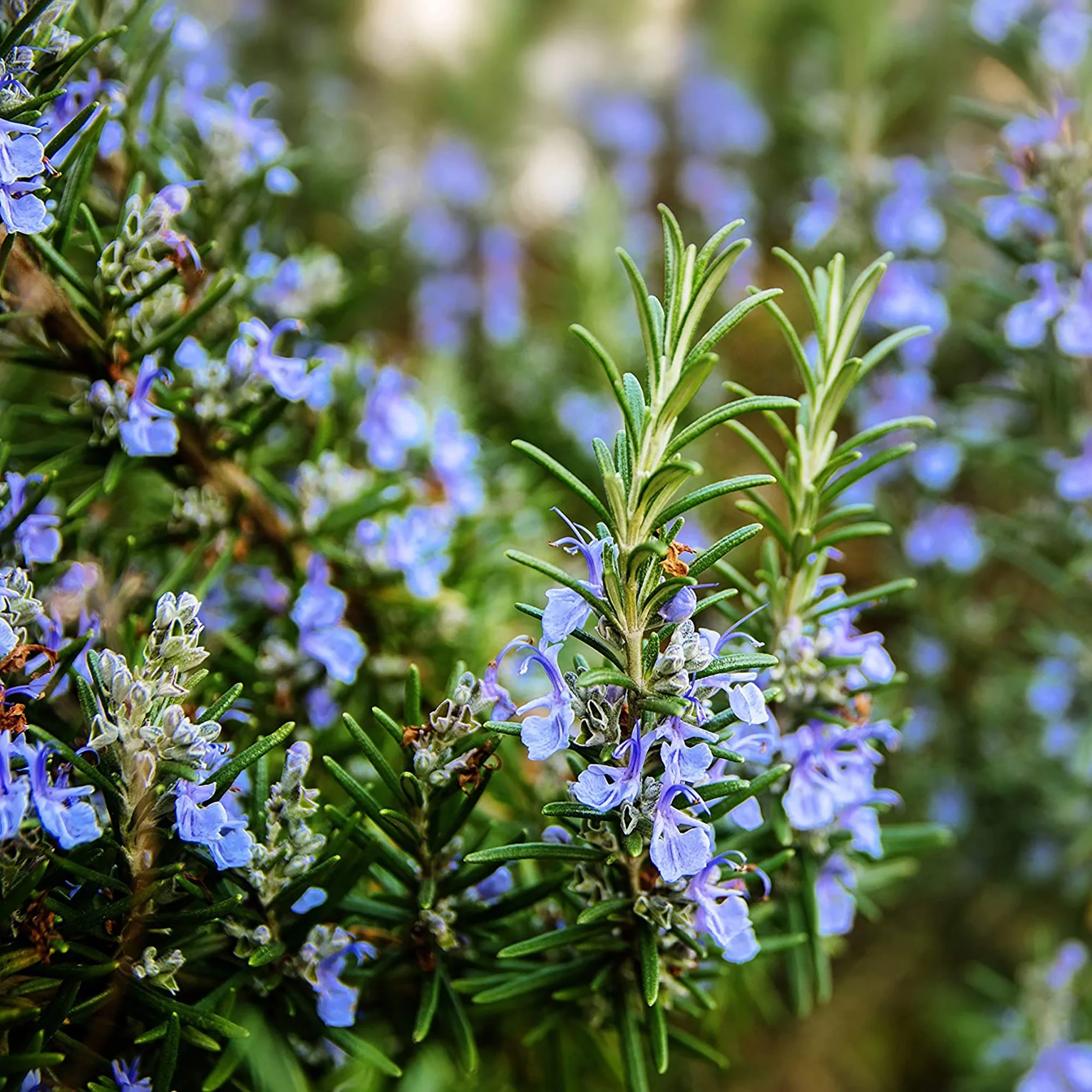 خواص رزماری برای عفونت