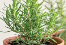 خواص رزماری برای مردان