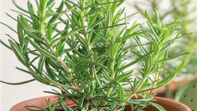 خواص رزماری برای مردان