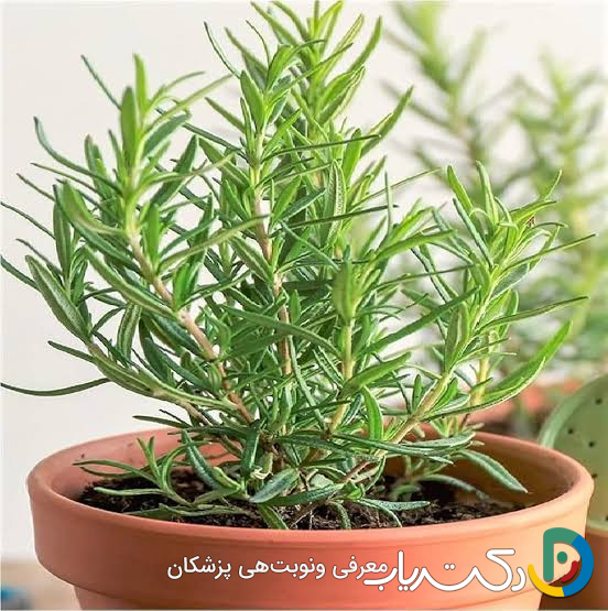 خواص رزماری برای مردان