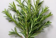 خواص رزماری برای سرماخوردگی