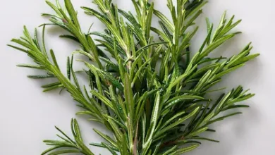 خواص رزماری برای سرماخوردگی