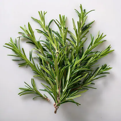 خواص رزماری برای سرماخوردگی