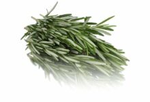 خواص رزماری برای رحم