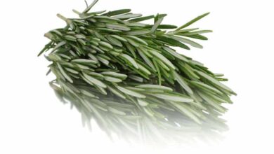 خواص رزماری برای رحم