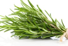 خواص رزماری برای پوست