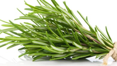 خواص رزماری برای پوست