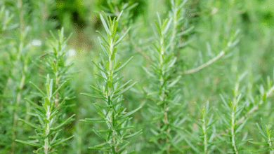 خواص رزماری برای پوست صورت