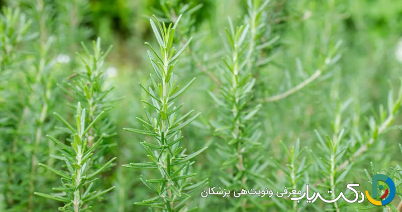 خواص رزماری برای پوست صورت