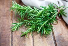 خواص رزماری برای باردار شدن