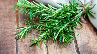 خواص رزماری برای باردار شدن