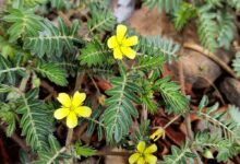 خواص خارخاسک برای مو