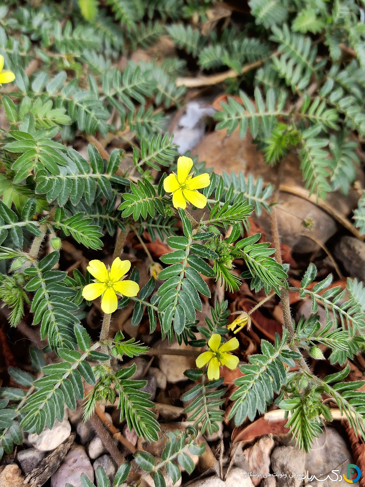 خواص خارخاسک برای مو