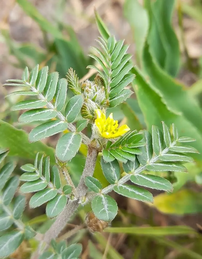 خواص خارخاسک برای نعوظ