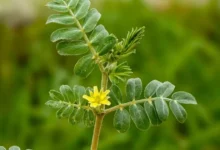 خواص خارخاسک برای لاغری
