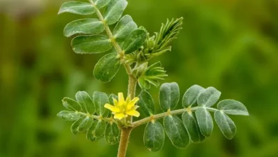 خواص خارخاسک برای لاغری