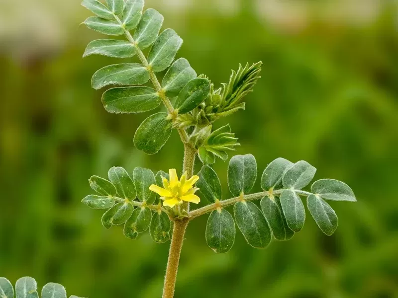 خواص خارخاسک برای لاغری