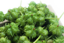 خواص خارخاسک برای کلیه