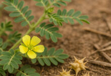 خواص خارخاسک برای کبد