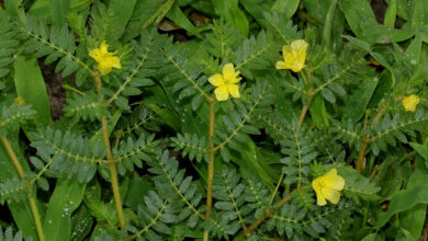 خواص خارخاسک برای رحم