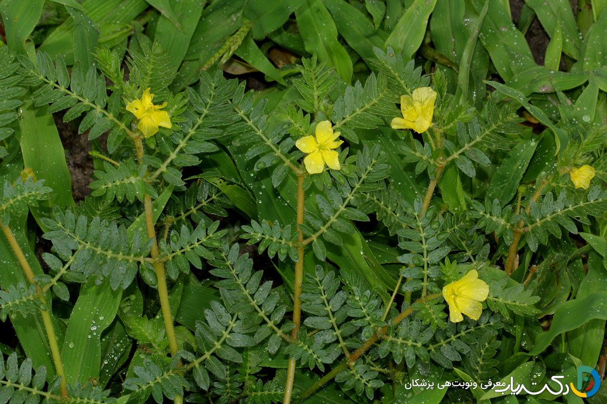 خواص خارخاسک برای رحم