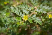 خواص خارخاسک برای زنان