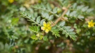 خواص خارخاسک برای زنان