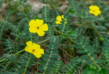 خواص خارخاسک برای بدنسازی