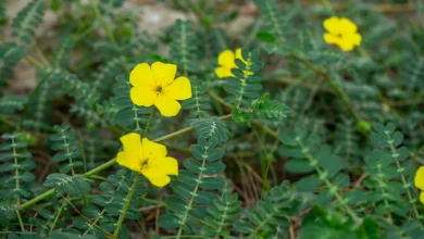 خواص خارخاسک برای بدنسازی