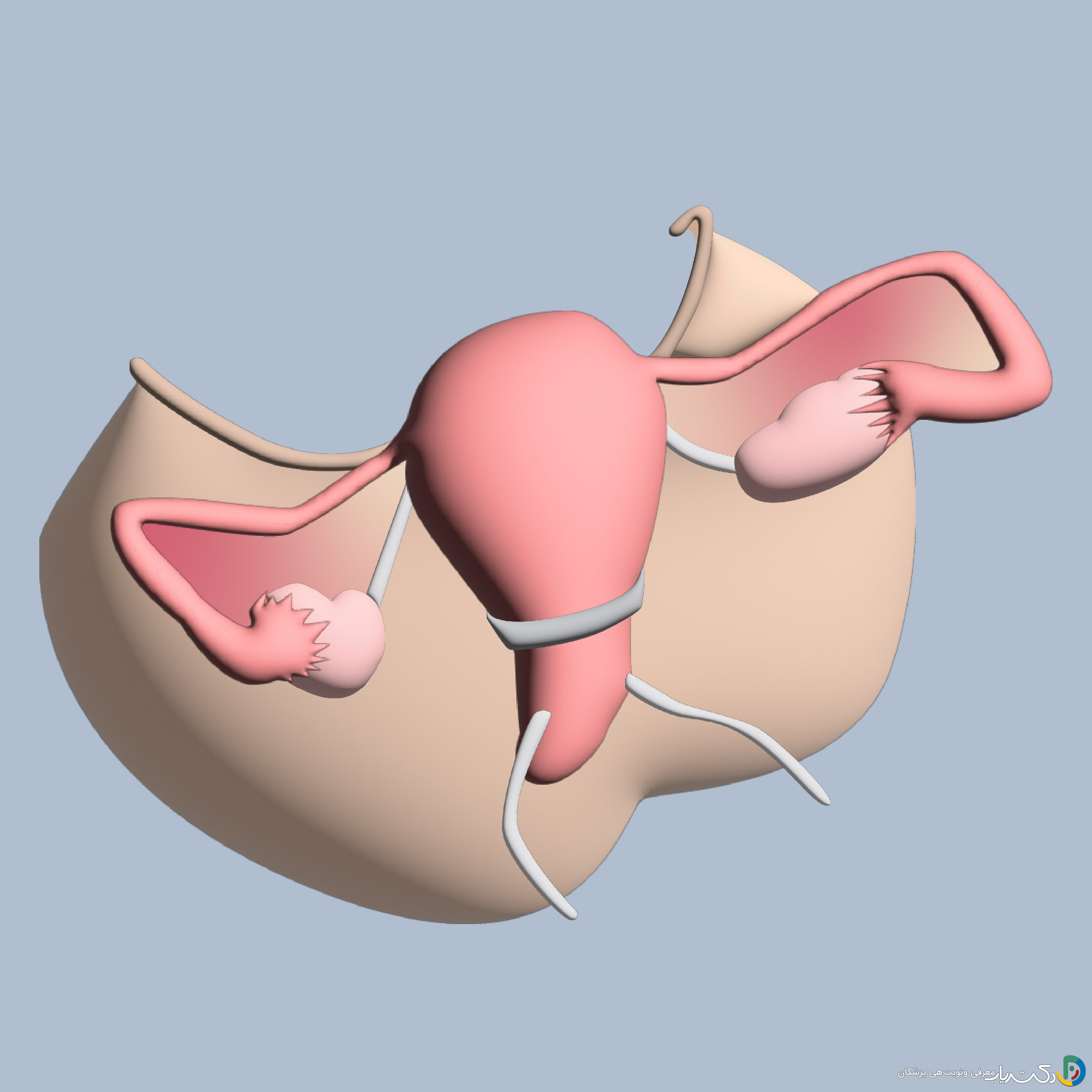سرکلاژ شکمی (ترانس ابدومینال) چیست و برای چه کسانی است؟