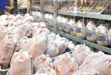 ازبین بردن اصولی باکتری مرغ